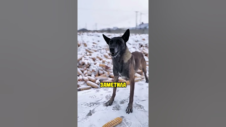 Так выглядит настоящая материнская любовь ❤️🐾