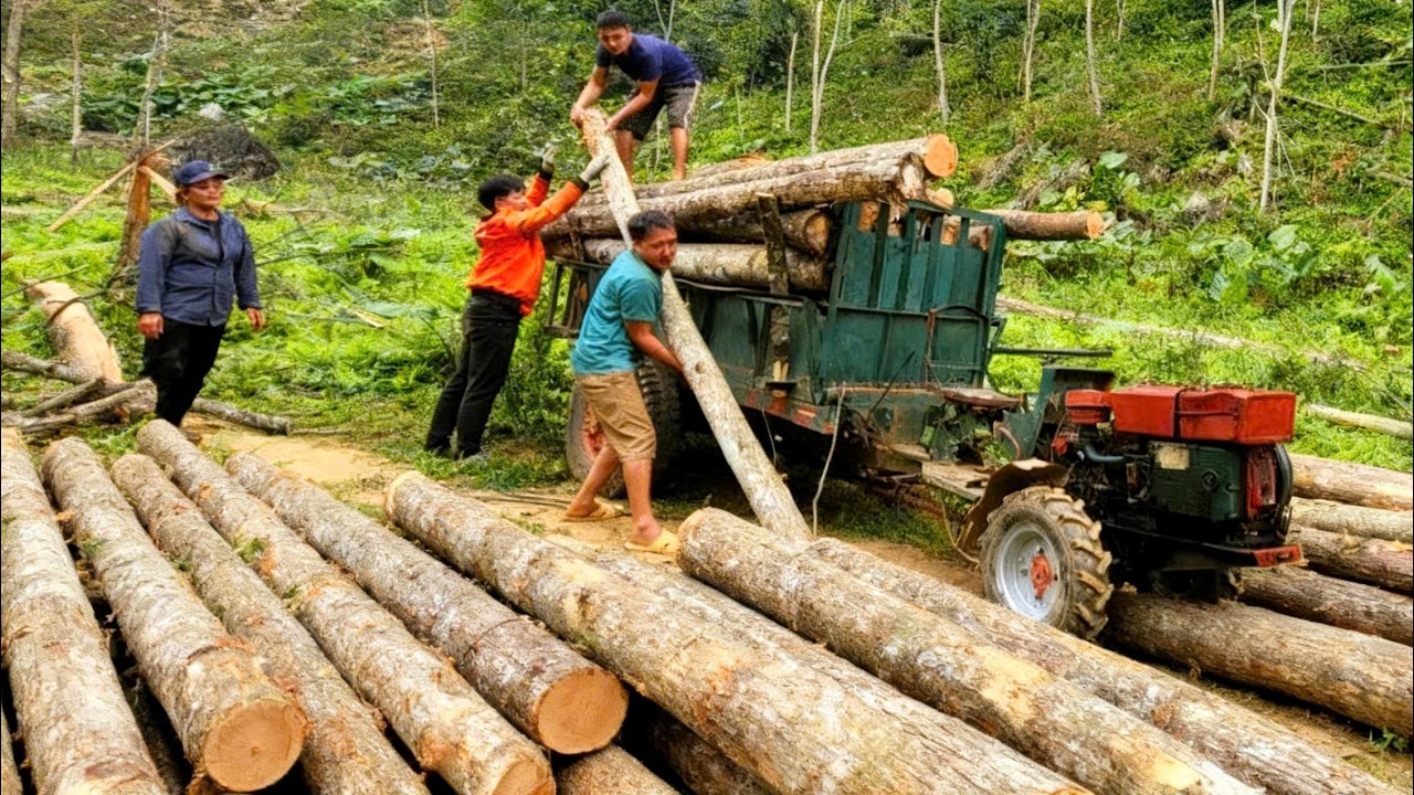 The young couple transport massive logs together using a tractor to sell them.