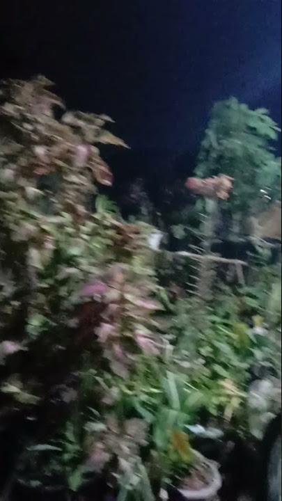 Sopir taxi dan gadis desa