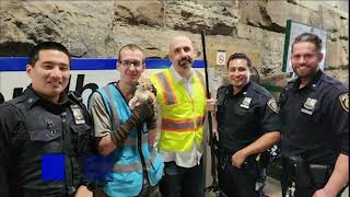 Kitten saved by officials from MTA train