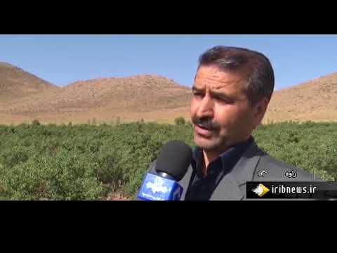 برداشت گل محمدي شهرستان زاوه ايران