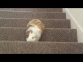 Guinea Pig jumping upstairs