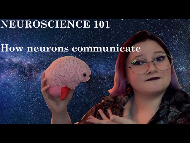 Neuro 101 | How neurons communicate | synapses, action potentials, neurotransmitters, and more!