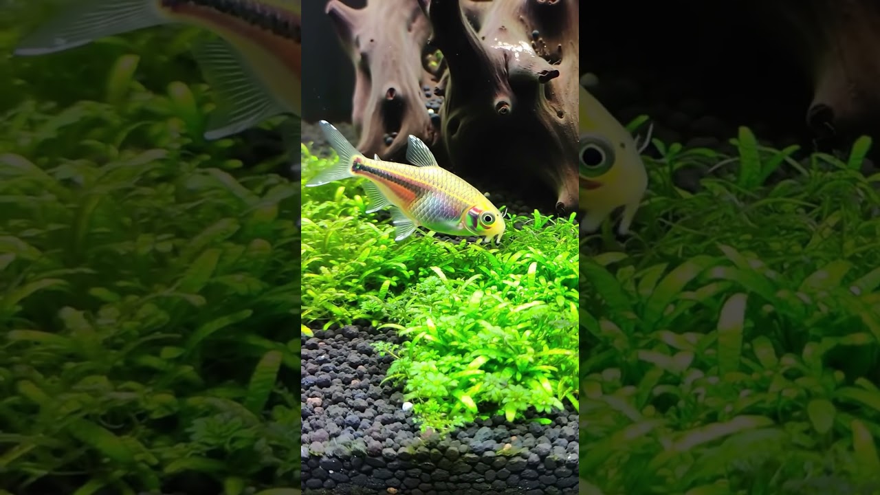 🌿🐟 Bright Golden Barb in Planted Tank Beauty ✨ 