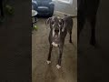Zoomie Dog #Dog #Fast #Funny #Pet #Run