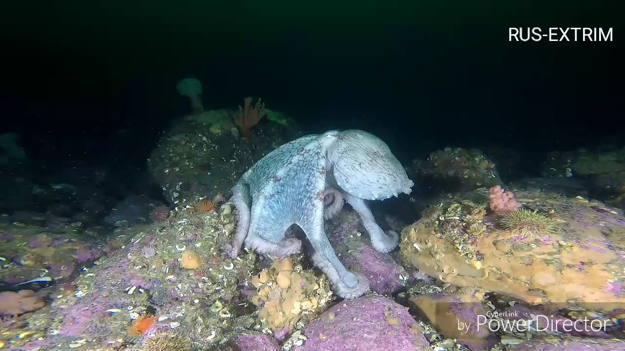 Гигантский осьминог DOFLEINI