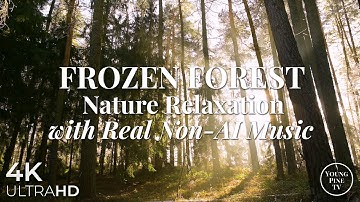 Frozen Forest Dreams: Relaxing Non-AI Guitar Music & Nature Sounds 4K [No AI] | Work, Focus & Sleep