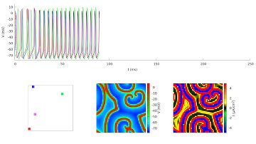 Network of Spiking Neurons with g = 1 mS/cm^2