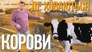 Де в Україні беруть молоко?! Де ховаються корови?!