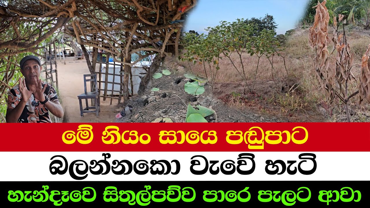 The True Color of a Dry Season | Dust, Fields, and a Farmer’s Life