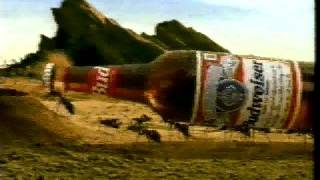 Budweiser Ants