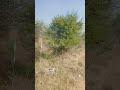 viral# short# video