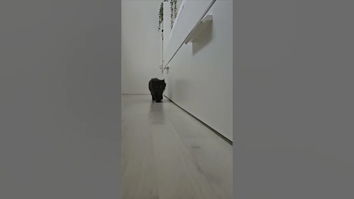 Video 11377401: cat kitty cute funnycat, cat cute kitty funny