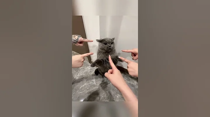 Watch the video about His reaction was quite dramatic.😂#cat #cats #funnycats #fyp #funny #shorts #viralshorts