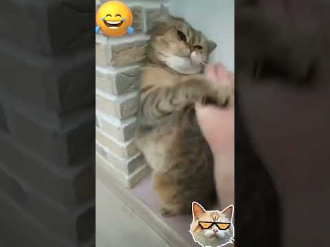 Adorable cat fight / cat reaction #shortscats #catfight