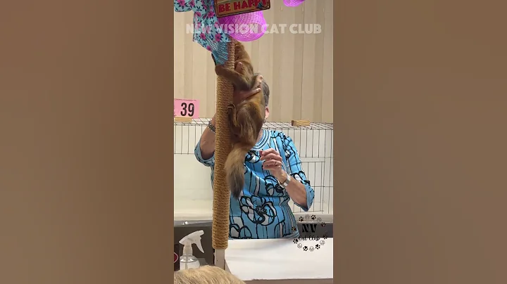 Video 10696411: abyssinian, cat kitten show, somali kitten, cutekitten