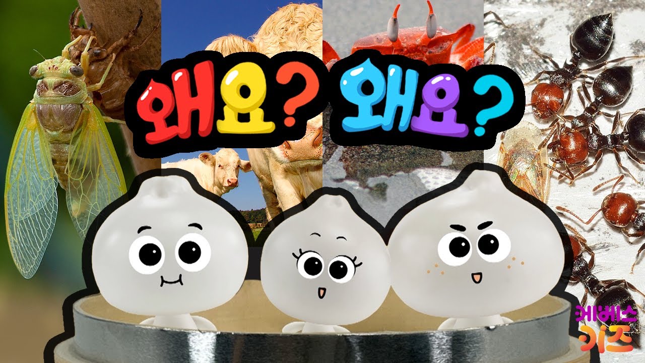 ⁣매미, 소, 게, 개미는 왜?ㅣ만두의 호기심은 계속된다~ 쭈욱!ㅣ왜요? 왜요? 궁금할 만두 모아보기ㅣKBS 방송
