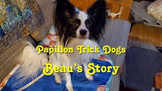 Papillon Trick Dogs // Beau's Story