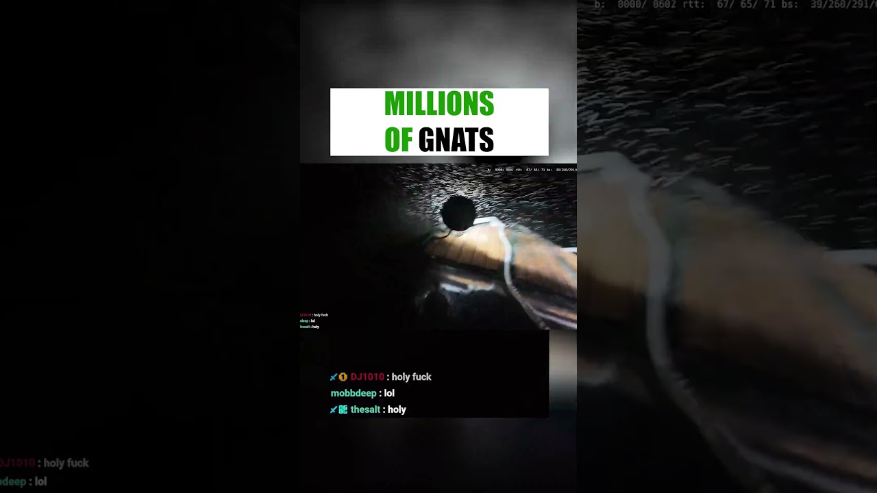 Millions of gnats #livestream #viral #trending #fyp