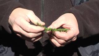 Maine Balsam Fir Tips: A Sustainable Harvest