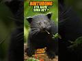 Binturong Kya Naam Suna Hai? 🐾 Jungle Ka Anokha Janwar! #facts #shortsfeed #shorts #animalfacts