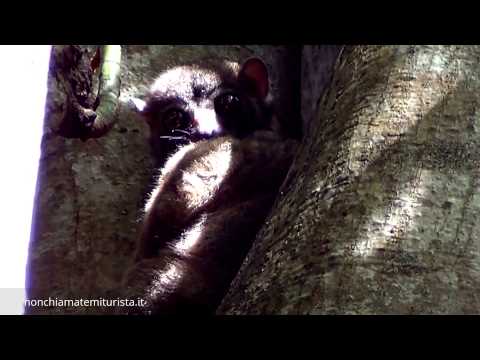 Video: I lemuri sportivi sono notturni?