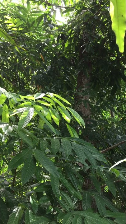 At the back of my mudra's house #short #video #forest #tree #nice