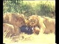 LIONS EAT TOURIST