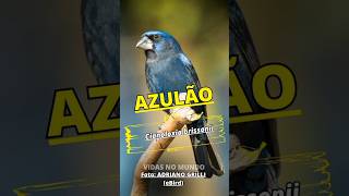 Azulão (Cyanoloxia brissonii) Ultramarine Grosbeak