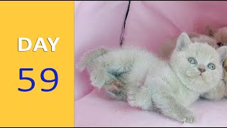DAY 59 - Baby Kittens after Birth | Emotional