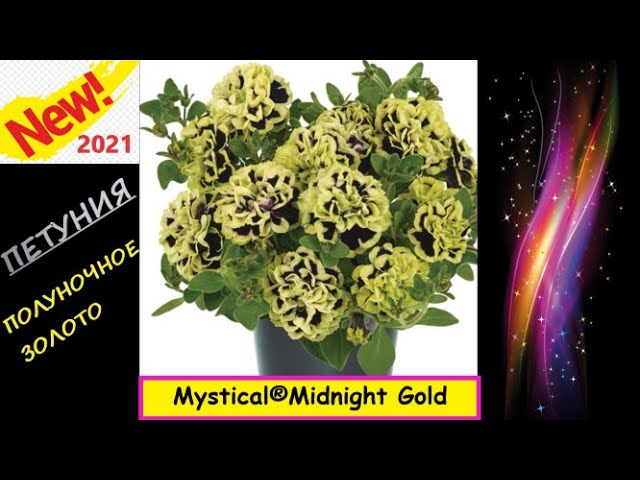 Мистикал миднайт. Петуния мистикал Голд. Петуния Mystical Midnight Gold. Петуния петуния мистикал. Ампельная петуния мистикал Миднайт Голд.