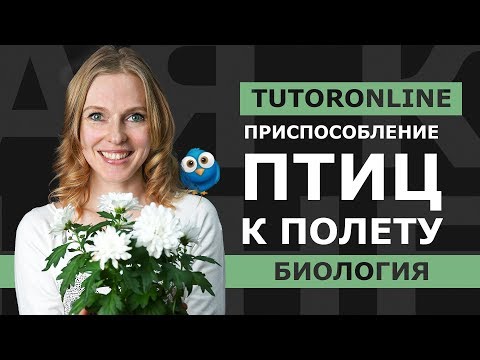 Биология |  «Отчего люди не летают так, как птицы» или Внутреннее строение Птиц