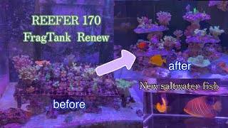 REEFER 170 レイアウト変更　インドニシキヤッコ・スミレヤッコ追加　FragTank  Renew    【saltwater fish】