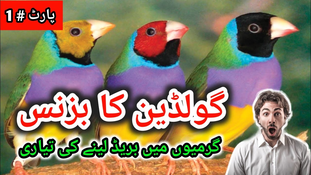 Gouldian Business | Gouldian Finch's | Gouldian Breeding Season Start | House of Birds
