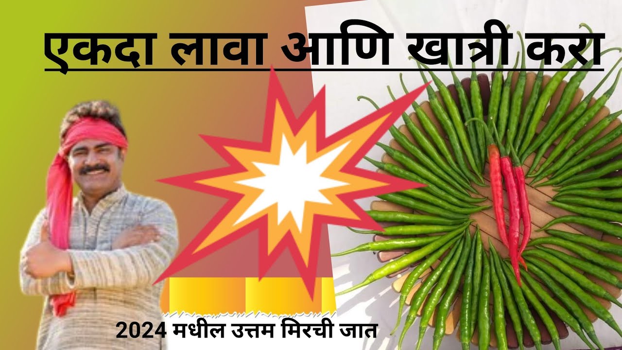 मिरची अनुष्का सर्वात जास्त उत्पन्न देणारे जबरदस्त वाण
