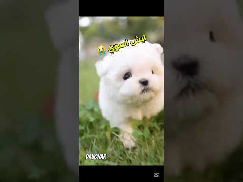 الكلب المطرود دبلجة مضحكة ضحك حيوانات كلاب قطط اكسبلور  مصر  دوبلاج