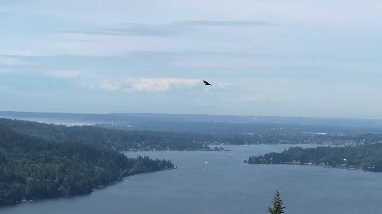 Chanterelle Trail Lake Bellingham, WA Eagle! Watch out for your small dog! YouTube