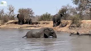 A Lion Encounter! & a Gorgeous Waterhole Day for All the Elephants
