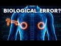 The Biological Defect: Why Do Men Have Nipples? #biologyfacts #mindblown #sciencefacts #didyouknow
