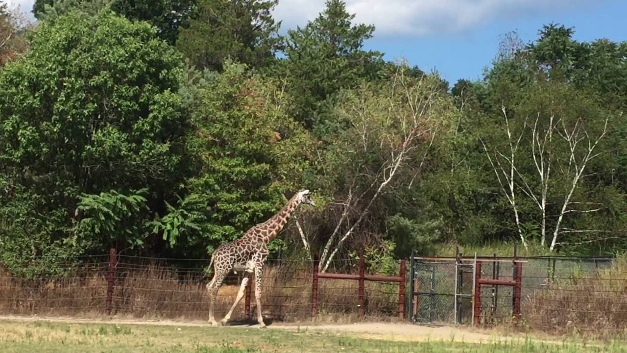 Franklin zoos YouTube