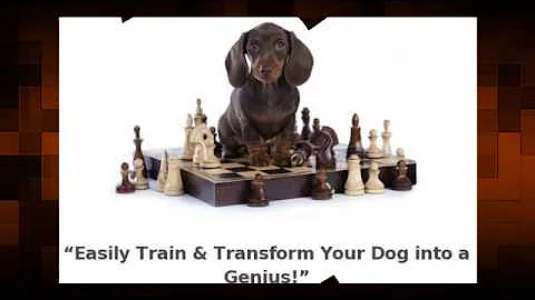 The best Brain Training For Dogs Review