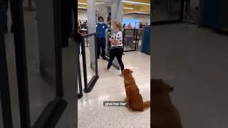 Going through airport security with a Service Dog ✈️🦮