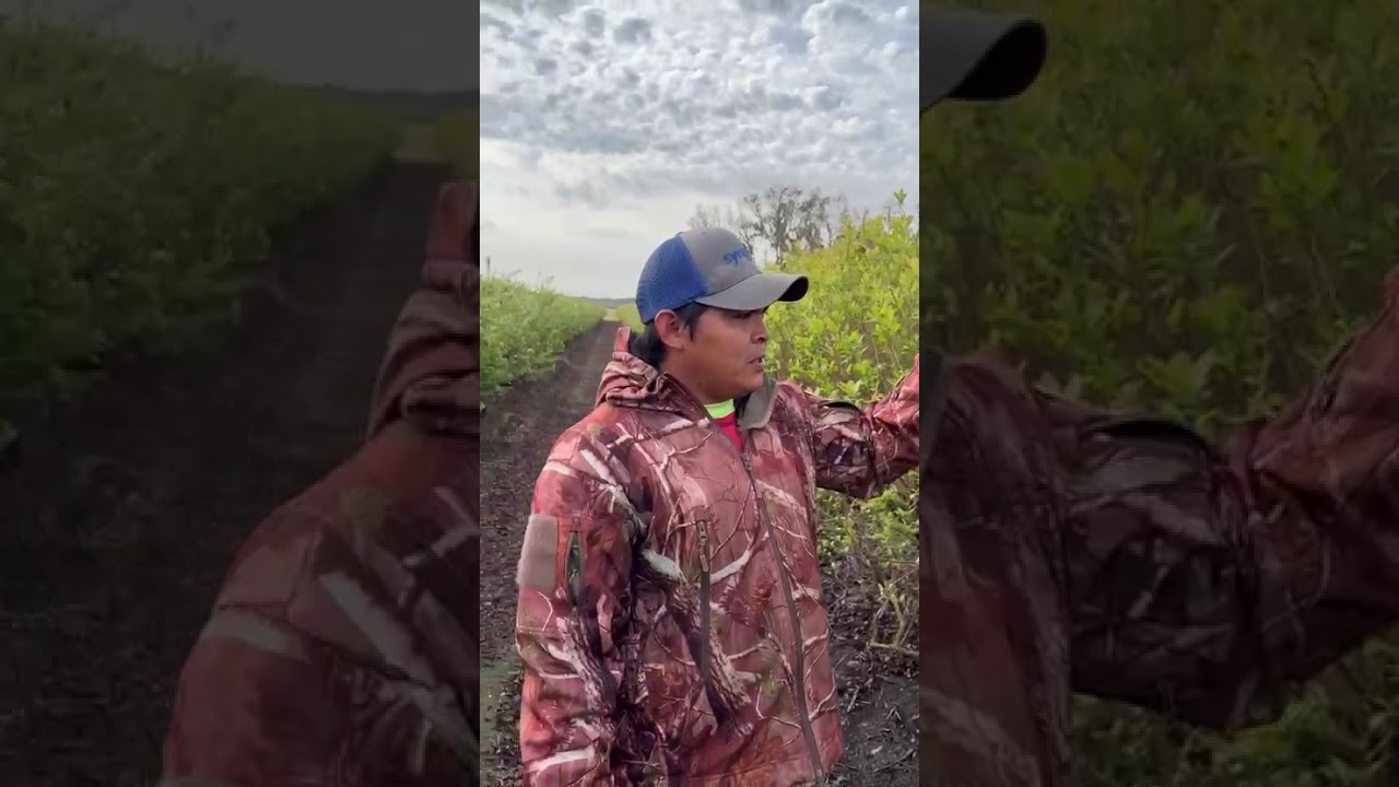 Emerald blueberry biggest Production