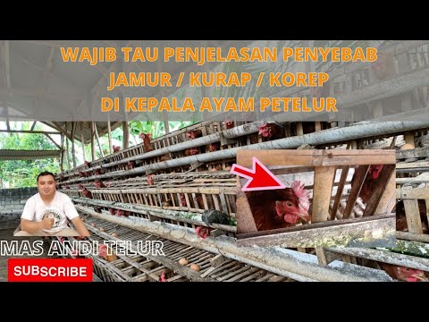 Jamur Pada Telur Ayam