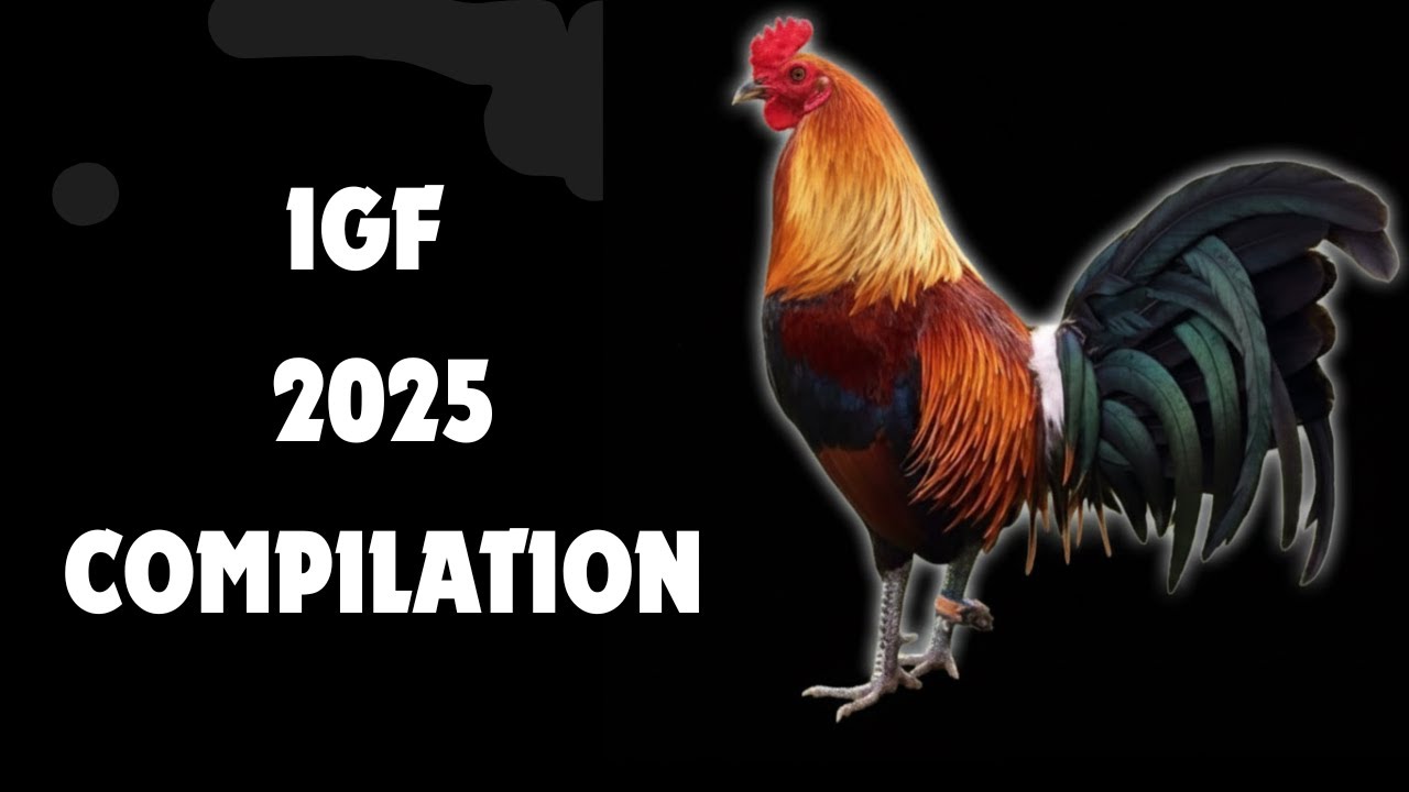 𝐈𝐆𝐅 𝟐𝟎𝟐𝟓 𝐂𝐨𝐦𝐩𝐢𝐥𝐚𝐭𝐢𝐨𝐧