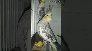 لا ترتكب هذا الخطأ عند تقديم البيض المسلوق للطيور screenshot 5