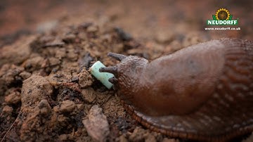 Sluggo® Organic Slug Control Pellets