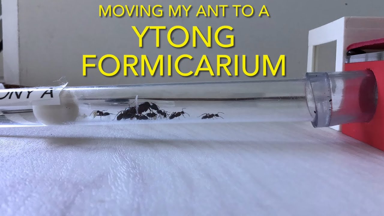 Moving my carpenter ants to a ytong formicarium!