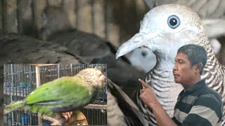 Download Lagu A,BAH BAJANG JURAGAN PERKUTUT BAWA OLEH ² DARI KAMPUNG MP3