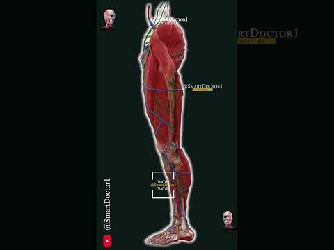 Vídeo: L'os de la cuixa és el fèmur?